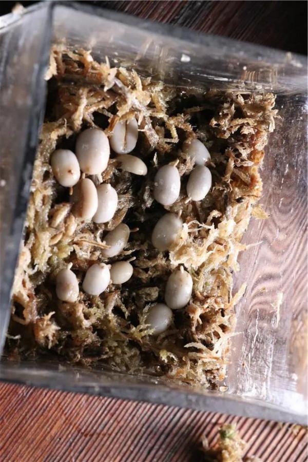 咖啡樹苗/培育計劃 第1周