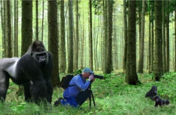 31張抓拍圖片，鳥兒邊飛邊排便，天鵝在海面表演衝浪