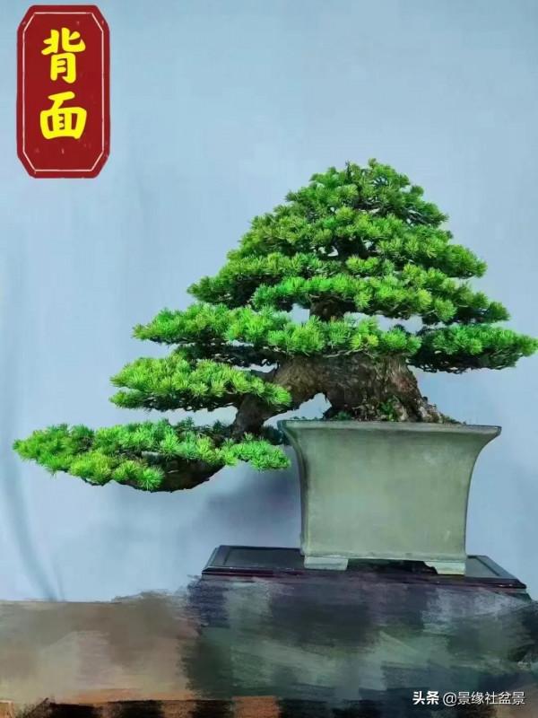 松盆景園永遠是最經典的，也是最多人喜歡的