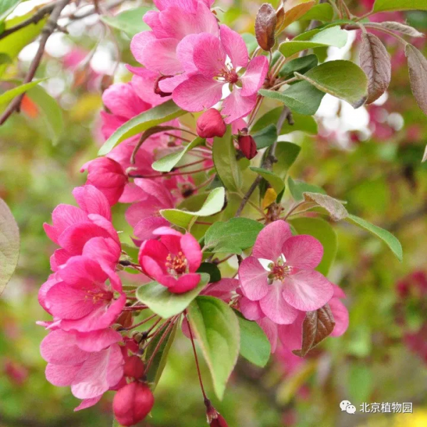 春華秋實,賞海棠紅果正當時~ 春華秋實,賞海棠紅果正當時~