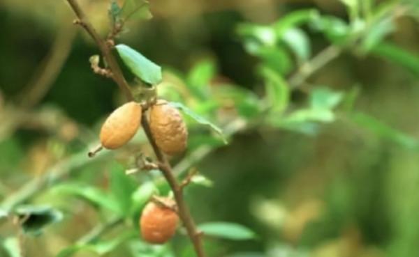 竟然又是雲南！1只黑蹼樹蛙重新整理蛙類棲息最高紀錄，它有多厲害？