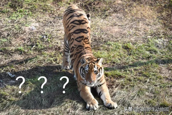 噓！大年初三睡到飽