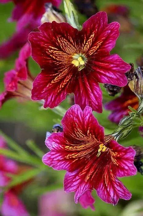 《百花集》（一百九十）