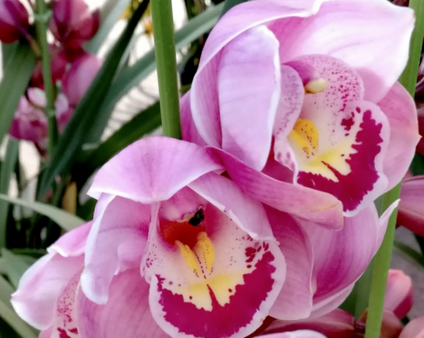 年末選年宵花，就選這6種，喜慶吉祥，日子蒸蒸日上