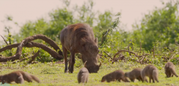 豬不僅聰明,還比獵豹跑得快,法國人發財都得靠豬鼻子 豬不僅聰明,還比獵豹跑得快,法國人發財都得靠豬鼻子