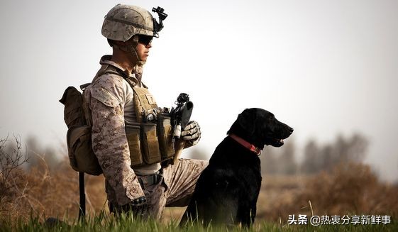 戰爭動物：現代戰爭中使用的動物種類驚人