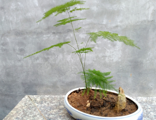 喜歡種植竹子,不用愁沒院子,將這3樣盆栽,輕鬆打造出雅緻盆景 喜歡種植竹子,不用愁沒院子,將這3樣盆栽,輕鬆打造出雅緻盆景