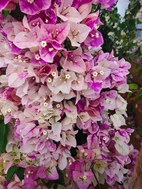 拜拜了月季!養了四年月季,這個秋天果斷換坑,希望沒有換錯 拜拜了月季!養了四年月季,這個秋天果斷換坑,希望沒有換錯