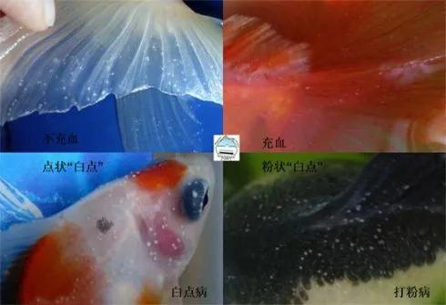 養金魚過程中你不得不接觸的魚病之白點 養金魚過程中你不得不接觸的魚病之白點