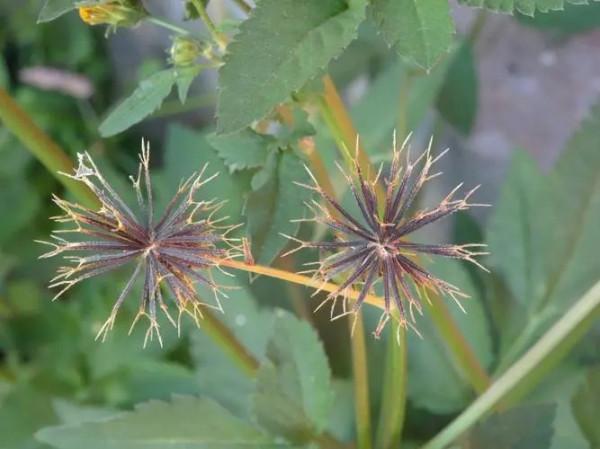 鄉下常見的中藥：鬼針草，可清熱散瘀，泡水喝，治高血壓效果很好