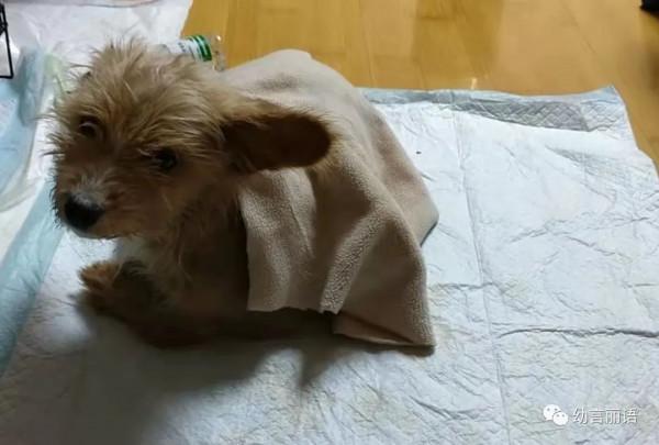 小狗歡歡生病記 小狗歡歡生病記