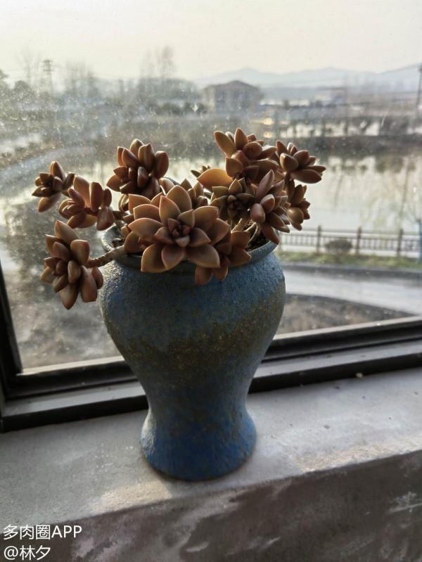 買多肉的路上漸行漸遠，嘴上說著不買了，身體還是很實誠