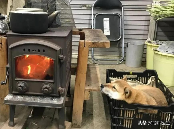 當社交NB症小貓咪進家後…主人：我造了什麼孽啊