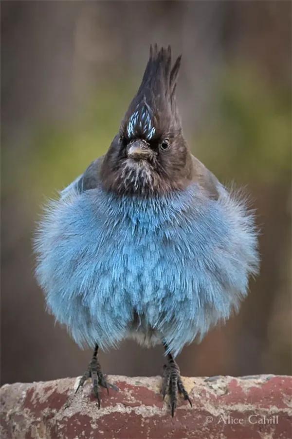 這髮型，估計一流的髮型師都剪不出來的