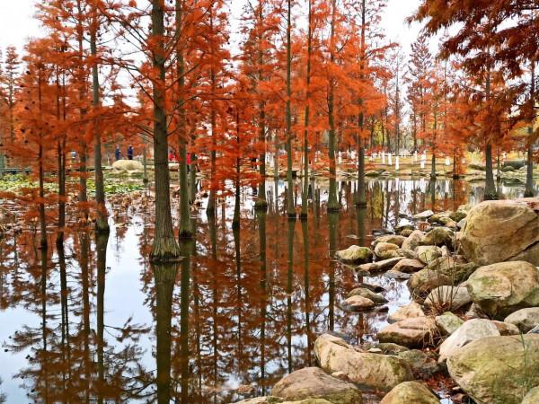 波光瀲灩水杉紅，層林盡染如畫中（之十一）