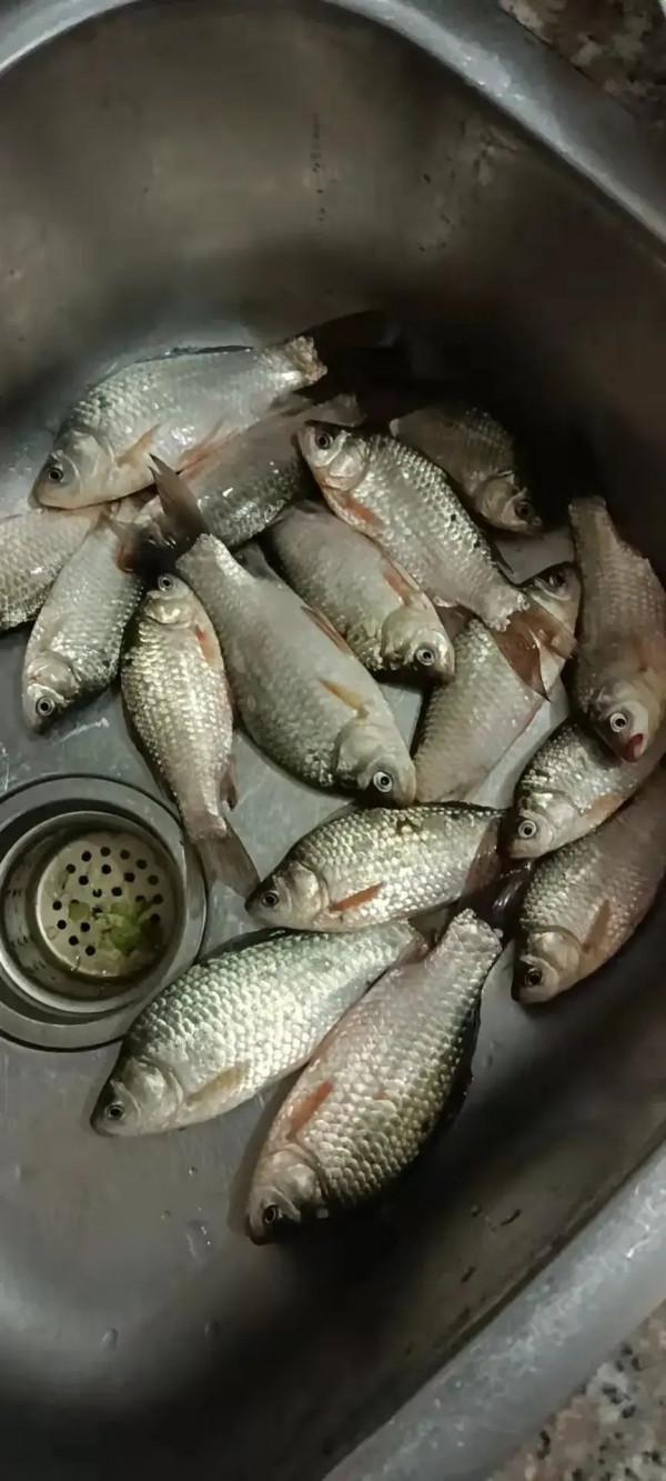 聲東擊西巧避雜魚，銷魂頓口讓人慾罷不能