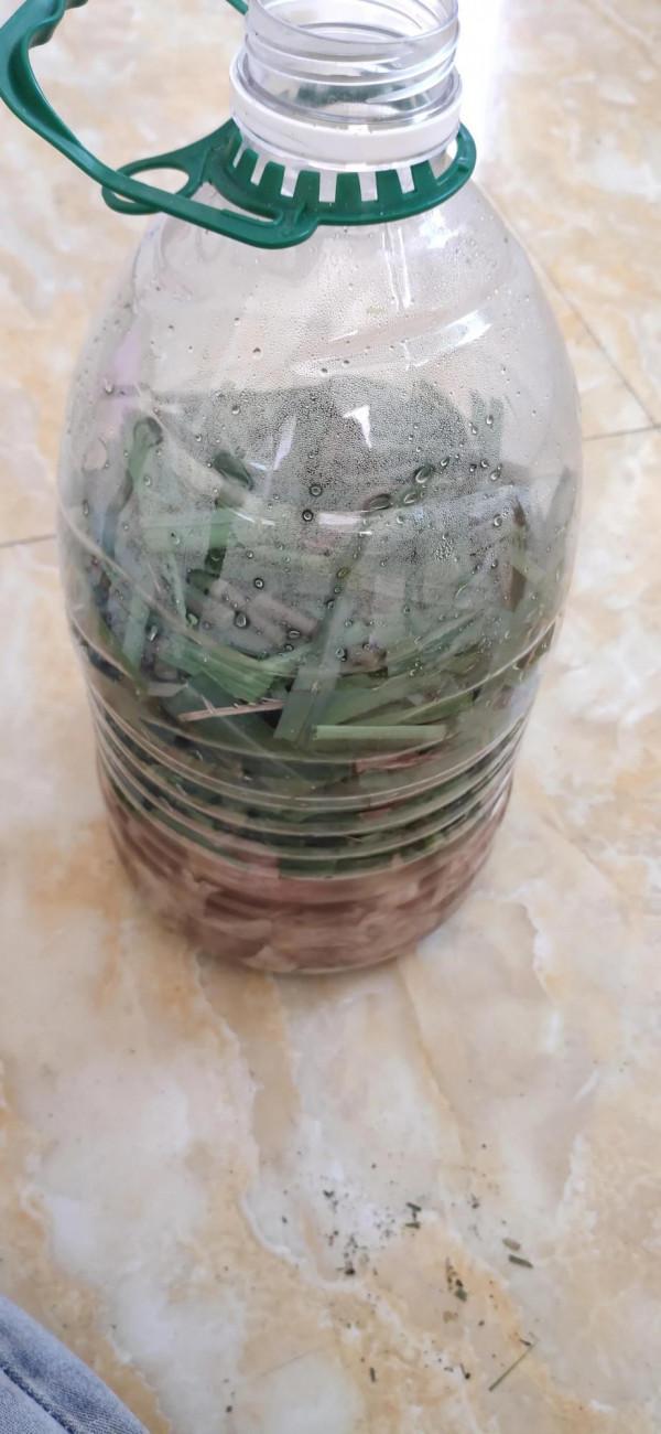 樓頂菜園日常10月12日