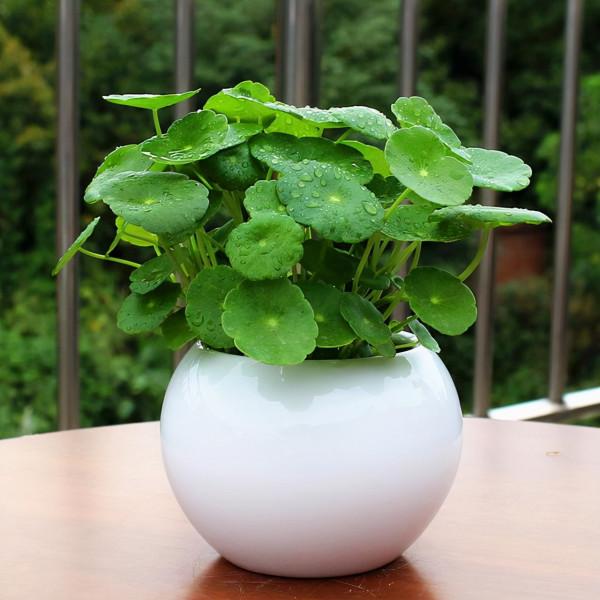 7種帶“錢”字的花，寓意好、觀賞價值高，都喜歡在家裡栽培