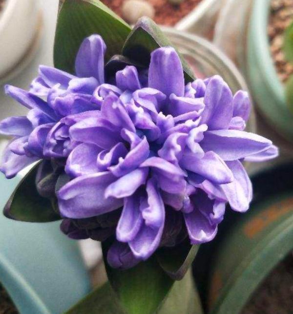 這3種花開完花就扔掉，第二年開花機率很小，別浪費時間