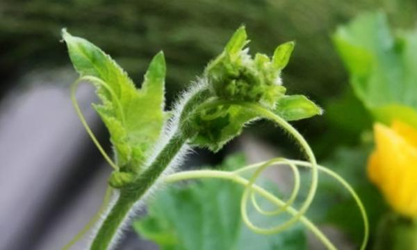 有人認為農村人常吃的南瓜藤，會給身體帶來危害，是真的嗎？