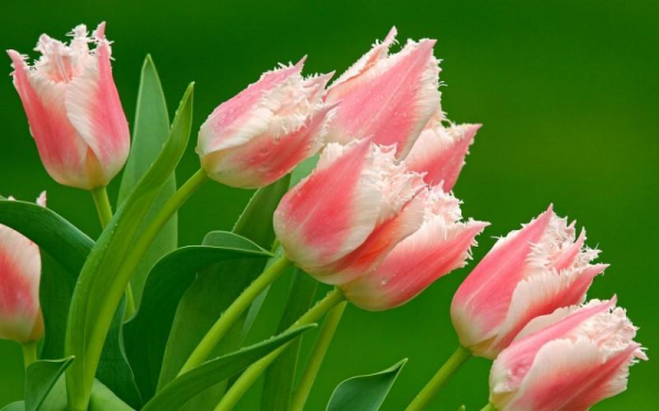 做＂顫、抖功＂“消疲”健身的方法、要點和益處（精彩回放）