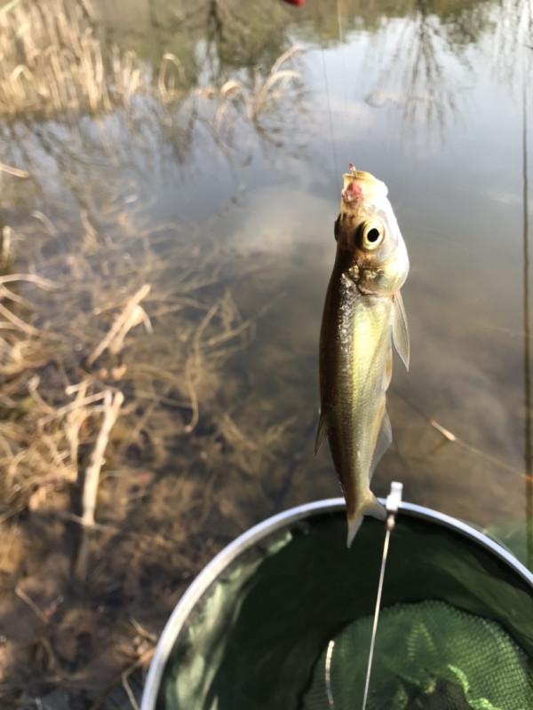 「十週年」秋冬野河垂釣,技巧方法要掌握,今日鯽魚連竿浮漂棄河 「十週年」秋冬野河垂釣,技巧方法要掌握,今日鯽魚連竿浮漂棄河