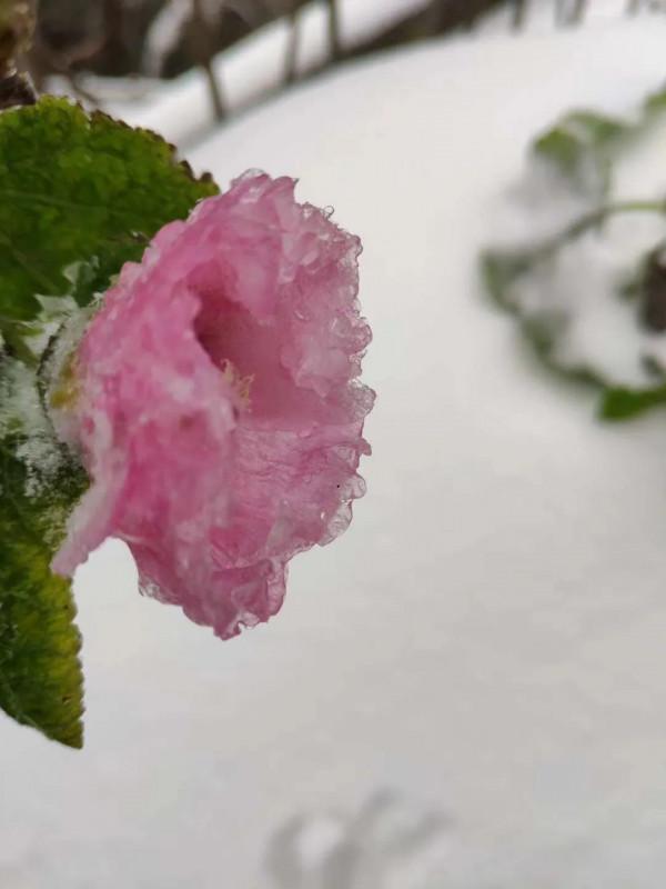 2018九華雪後之旅