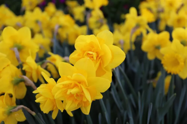 想要春日花園更多彩，不能少了它們