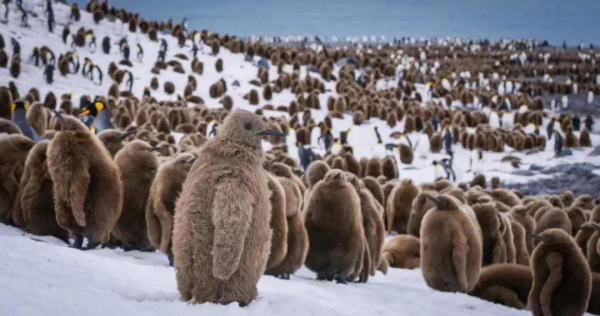 16部超讚自然紀錄片，讓孩子足不出戶看到地球的“真實面目”！
