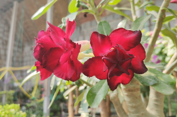 沙漠玫瑰幾天澆水？正確方法有3種，可以&OpenCurlyDoubleQuote;按天&rdquo;，也可以&OpenCurlyDoubleQuote;摸&rdquo;