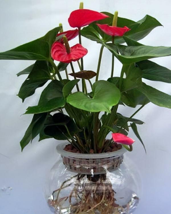 紅掌水培總是爛根嗎？這樣做告別爛根