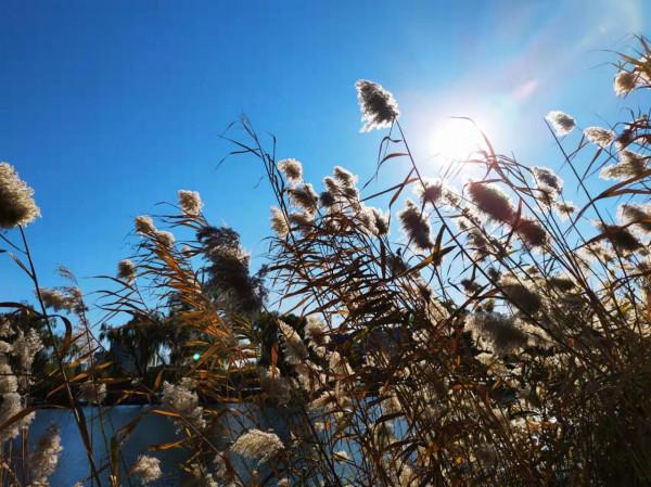 北京玉淵潭公園：蘆花秋歌