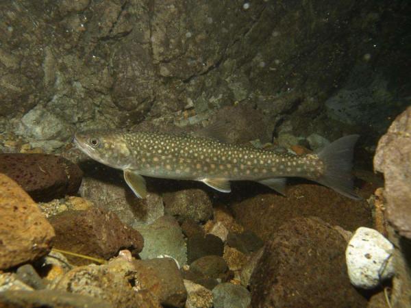 《中國大百科全書（第2版）》讀書筆記02739-北冰洋