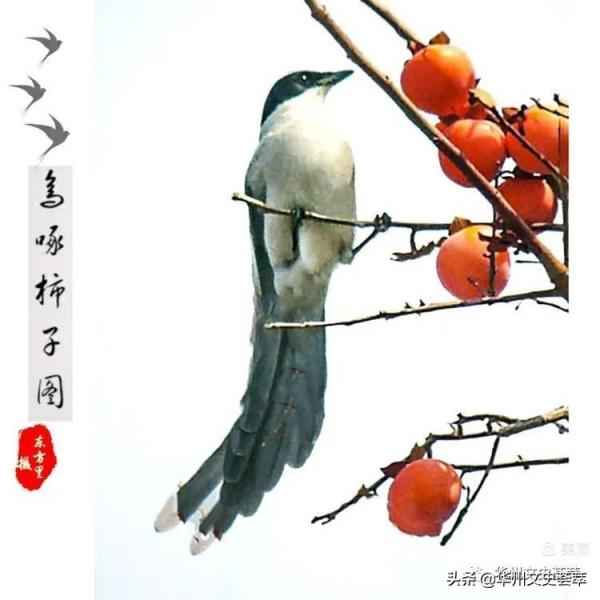 華州李坡一景：鳥啄柿子