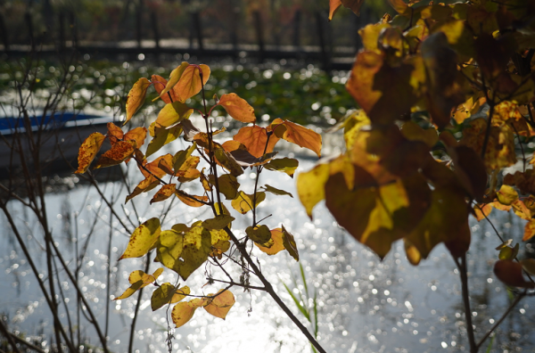 廣渠路邊秋意濃,水谷溼地公園迎首個秋天 廣渠路邊秋意濃,水谷溼地公園迎首個秋天