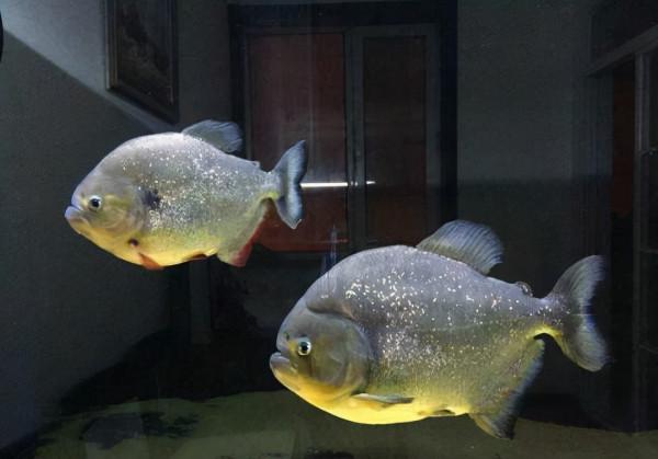 養魚水質不馬虎，華堃淨水黑科技讓你養魚安全更高效