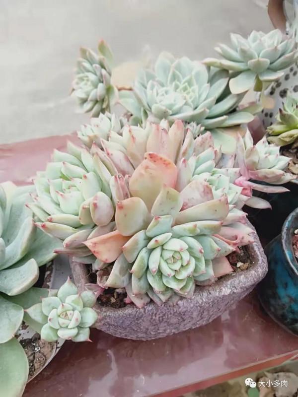 時至立春，窗前多肉漸有姿色，一個個循著光，凝神遙聽春風