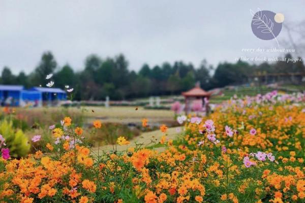 花語世界門票不限量免費送!金秋國潮花海強勢來襲!五大方式免門票! 花語世界門票不限量免費送!金秋國潮花海強勢來襲!五大方式免門票!