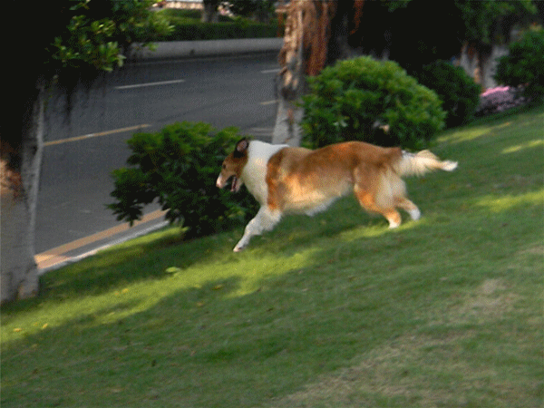 這些“大狗”可以放心養,沒有被城市禁養 這些“大狗”可以放心養,沒有被城市禁養