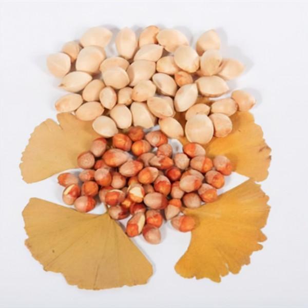 降壓降糖，益肺護肝，銀杏葉有這些好處，但它的毒性也要知道