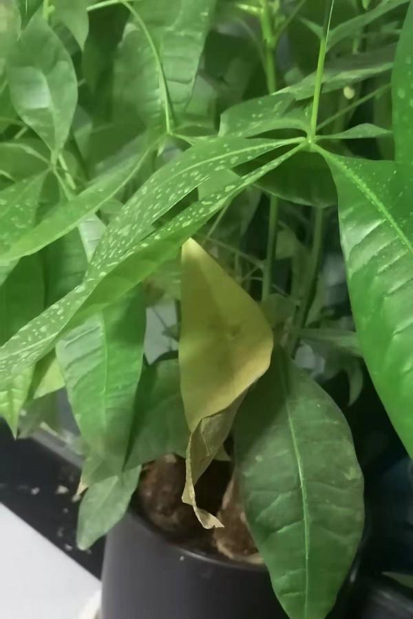 大家幫忙看看這是缺營養了還是凍著了