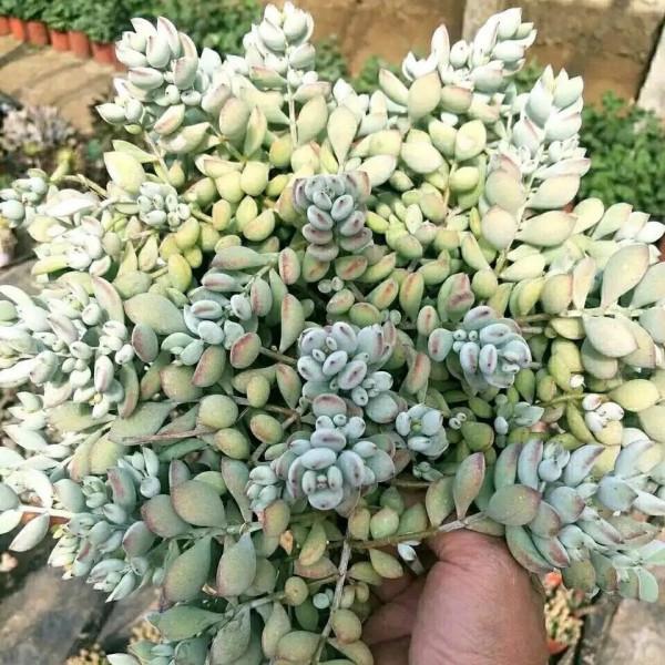 2款帶有香味的多肉,雖然不容易養出高顏值,但是香味持久值得養 2款帶有香味的多肉,雖然不容易養出高顏值,但是香味持久值得養