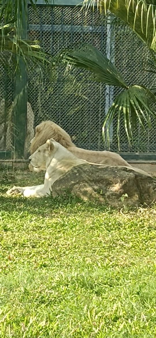 廣州動物園獅子老虎大象長頸鹿完美集合 廣州動物園獅子老虎大象長頸鹿完美集合