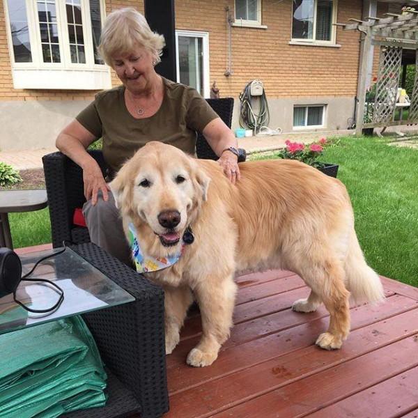 13歲金毛狗相中鄰居奶奶,天天早上準時串門,只為出門遛彎有個伴 13歲金毛狗相中鄰居奶奶,天天早上準時串門,只為出門遛彎有個伴