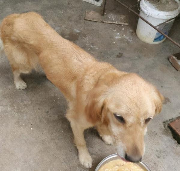 金毛偏瘦怎麼增肥？