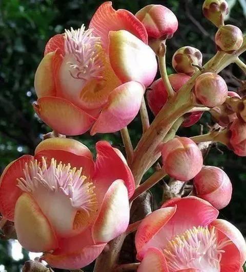 22種奇異的花欣賞之二