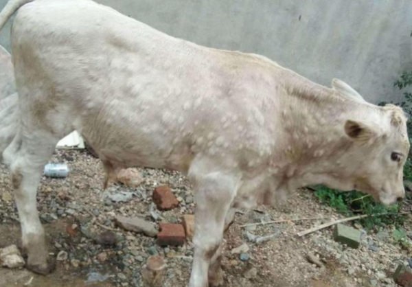 養牛必備的5種產品：緊急情況下能救牛命，養殖戶快收藏