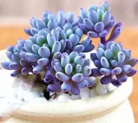 美好的生活，美麗的多肉