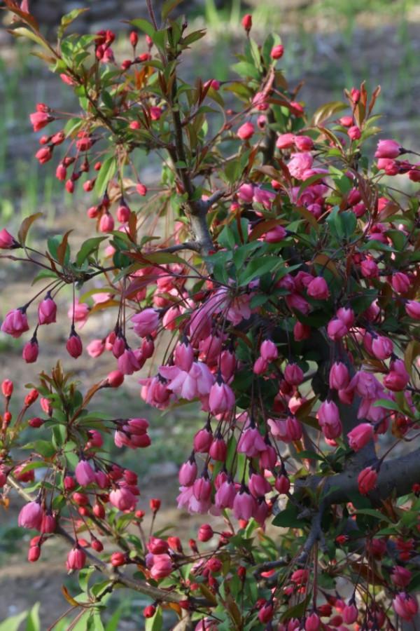 花卉欣賞、《奼紫嫣紅處處春》