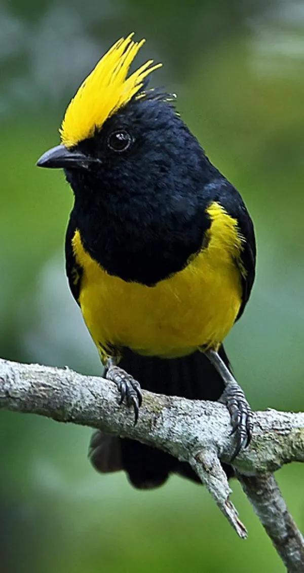 這髮型，估計一流的髮型師都剪不出來的